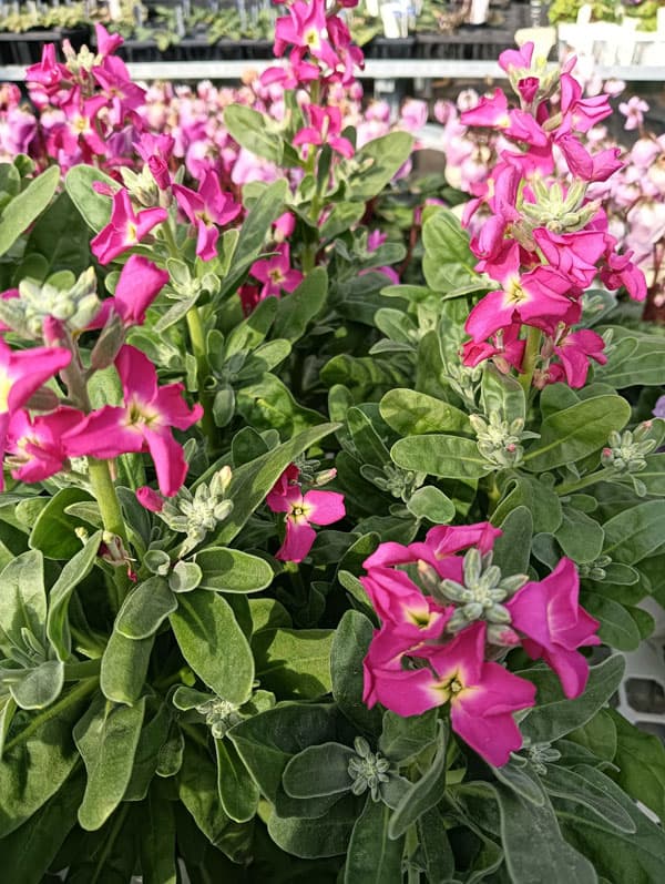 ストック：ベイビー　ローズ（一重）3-3.5号ポット