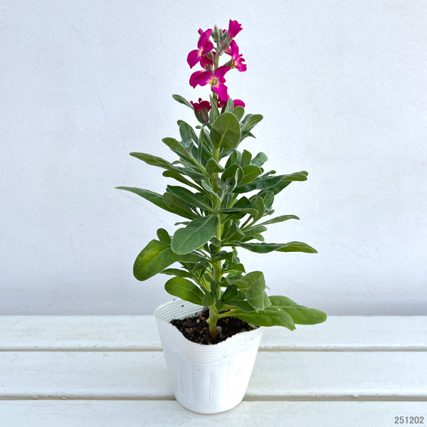 ストック：ベイビー　ローズ（一重）3-3.5号ポット