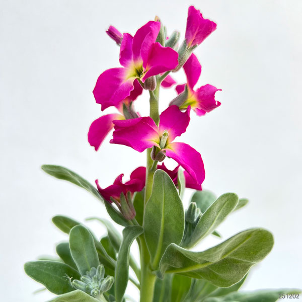 ストック：ベイビー　ローズ（一重）3-3.5号ポット