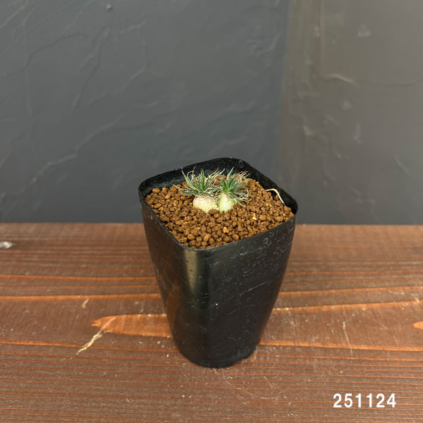 オーニソガラム：サルディエミー　2.5号鉢植え