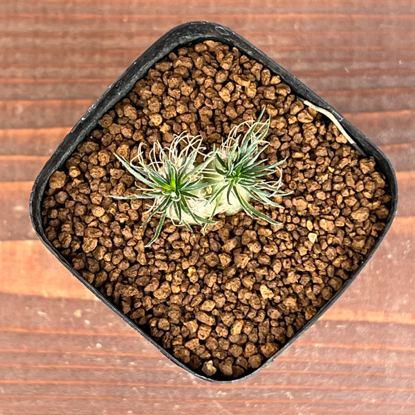 オーニソガラム：サルディエミー　2.5号鉢植え