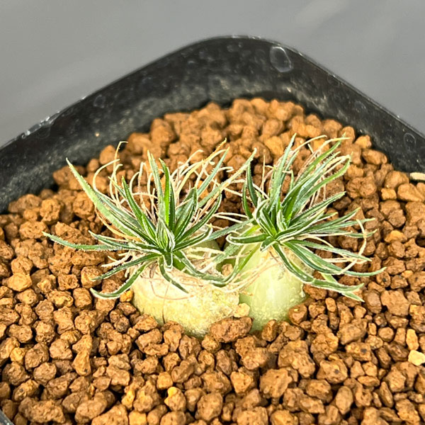 オーニソガラム：サルディエミー　2.5号鉢植え