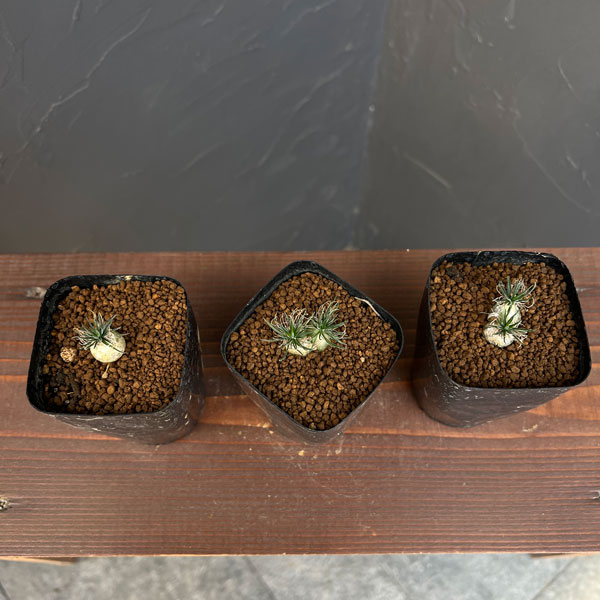 オーニソガラム：サルディエミー　2.5号鉢植え