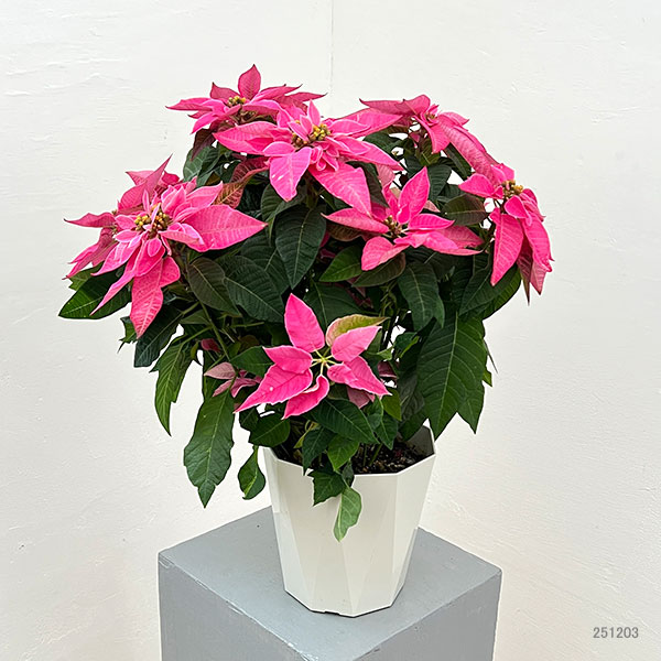 プリンセチア：ピンクブラッシュ5号鉢植え