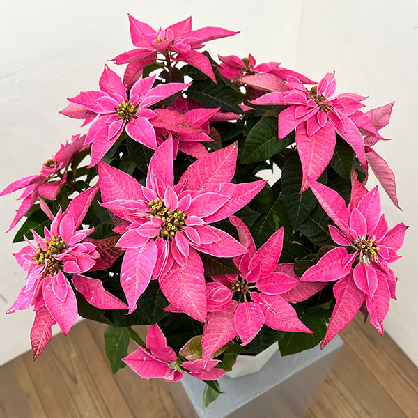 プリンセチア：ピンクブラッシュ5号鉢植え