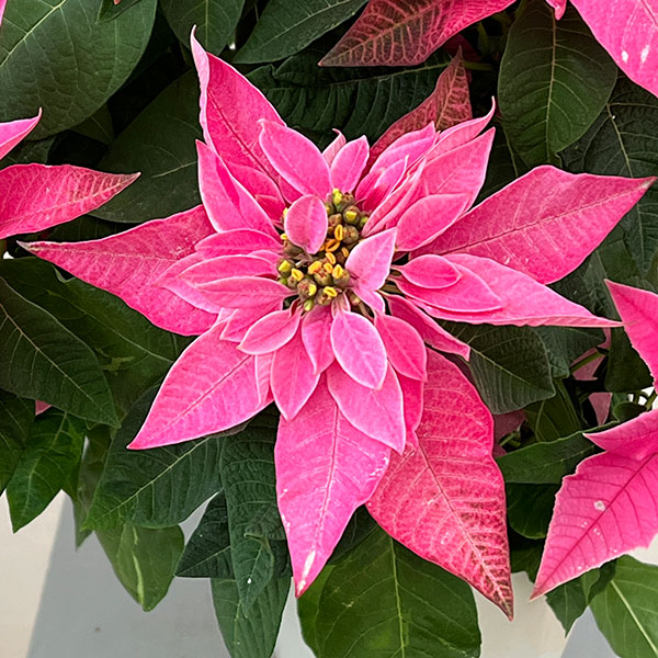 プリンセチア：ピンクブラッシュ5号鉢植え