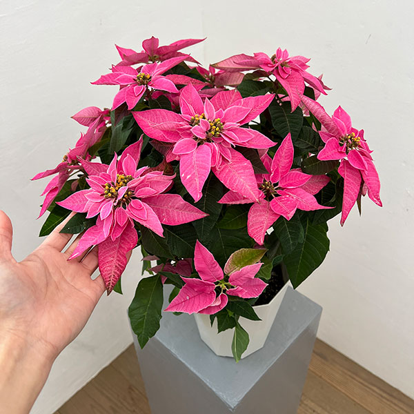 プリンセチア：ピンクブラッシュ5号鉢植え