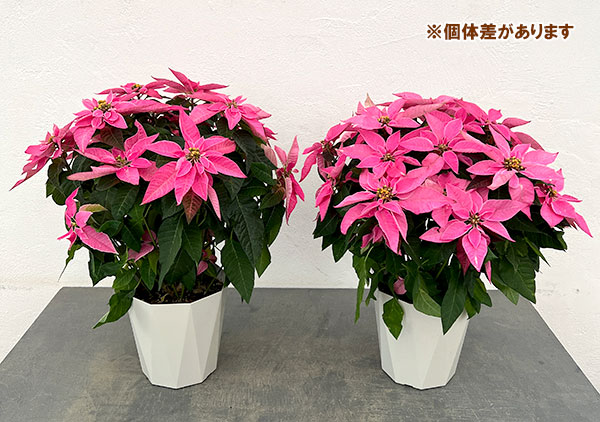 プリンセチア：ピンクブラッシュ5号鉢植え