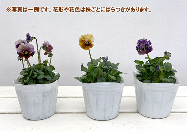 パンジー：フェデネージュ　ボンソワーレ3-3.5号ポット