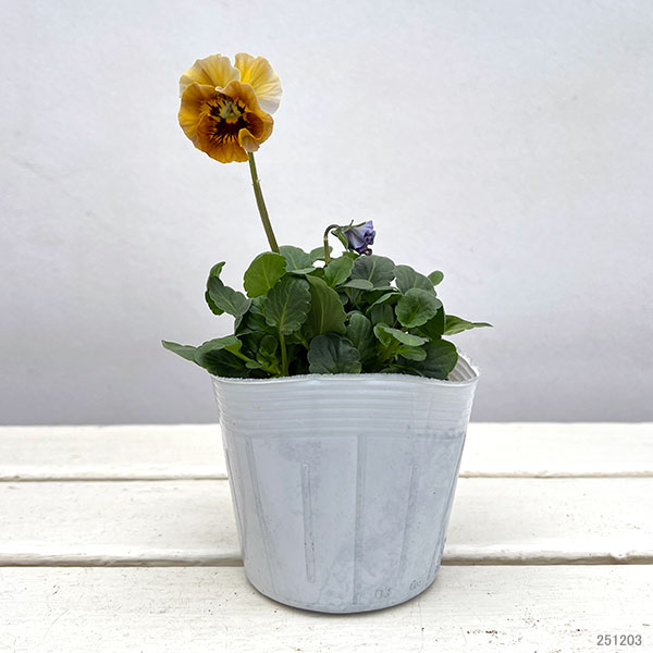 パンジー：フェデネージュ　ボンソワーレ3-3.5号ポット