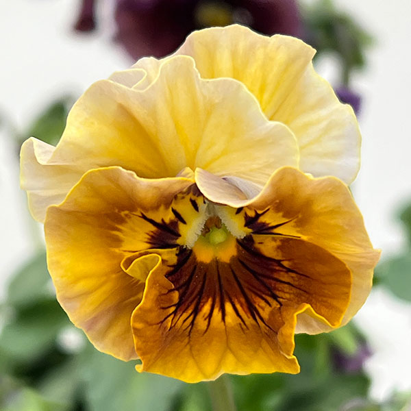 パンジー：フェデネージュ　ボンソワーレ3-3.5号ポット