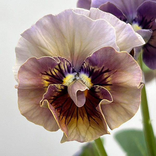 パンジー：フェデネージュ　ボンソワーレ3-3.5号ポット