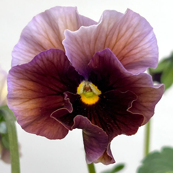 パンジー：フェデネージュ　ボンソワーレ3-3.5号ポット