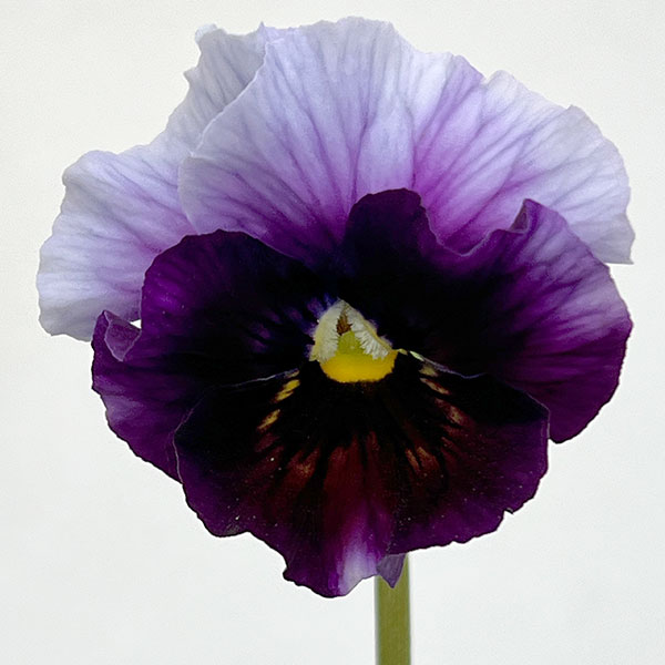 パンジー：フェデネージュ　ボンソワーレ3-3.5号ポット