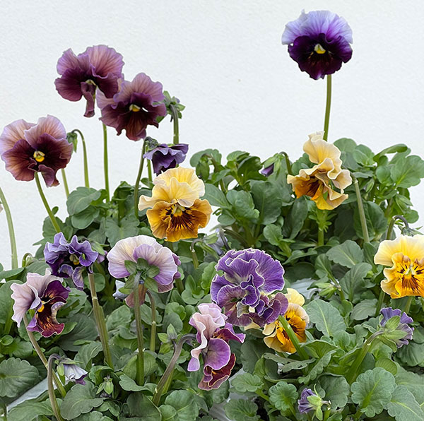 パンジー：フェデネージュ　ボンソワーレ3-3.5号ポット