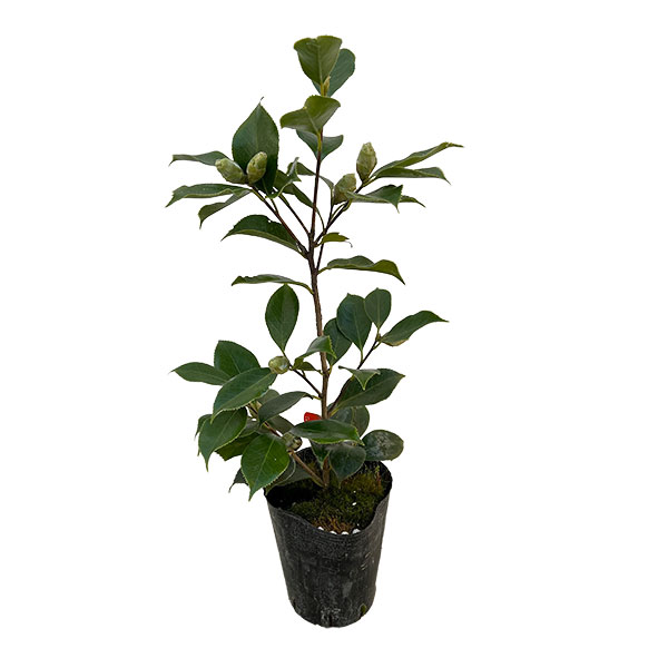 椿(ツバキ):エレガンスシュープリーム 4号ポット