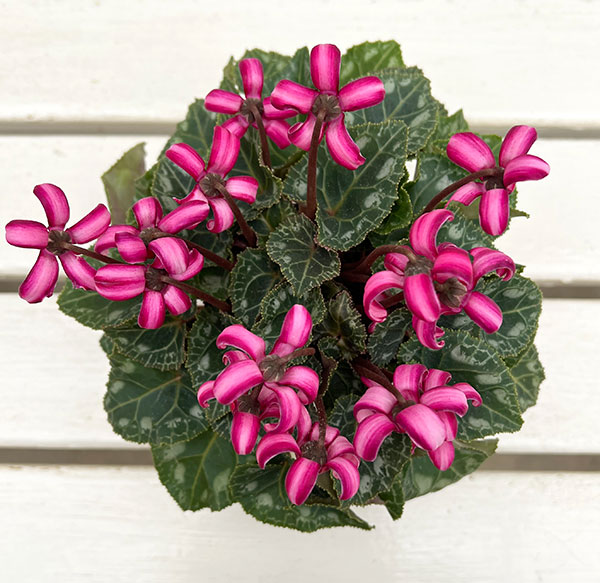 シクラメン(ミニ):カール(25-01)3-3.5号ポット【現品販売】