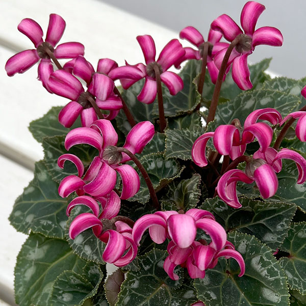 シクラメン(ミニ):カール(25-01)3-3.5号ポット【現品販売】