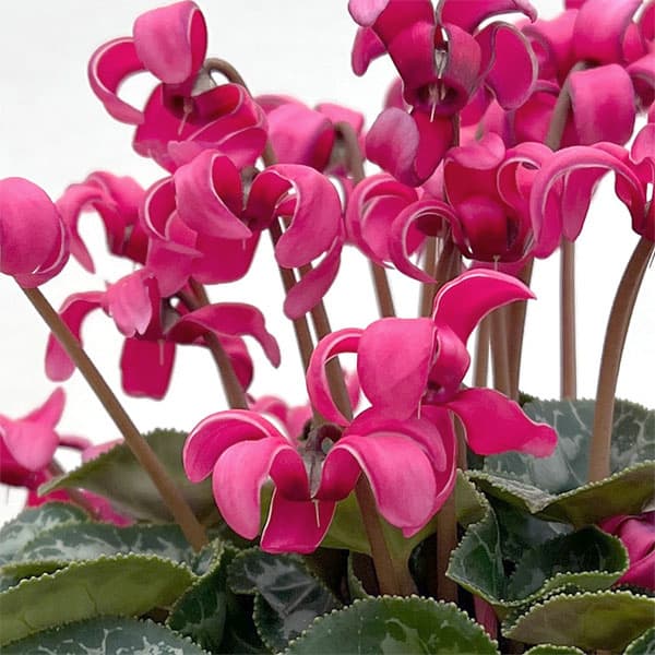 シクラメン(ミニ):カール(25-01)3-3.5号ポット【現品販売】