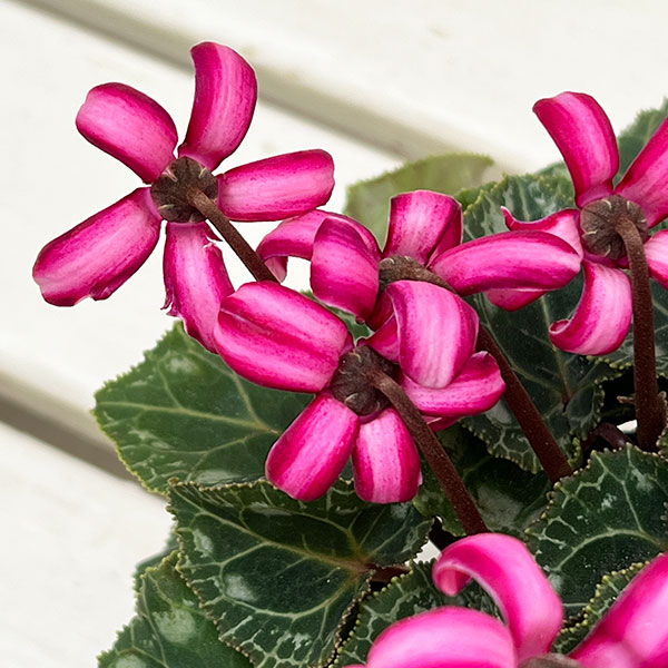 シクラメン(ミニ):カール(25-01)3-3.5号ポット【現品販売】