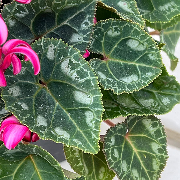 シクラメン(ミニ):カール(25-01)3-3.5号ポット【現品販売】