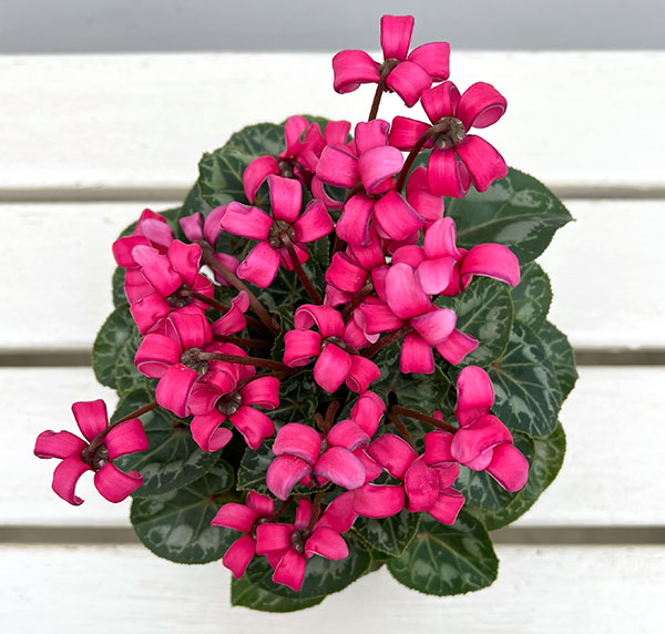 シクラメン(ミニ):カール(25-02)3-3.5号ポット【現品販売】