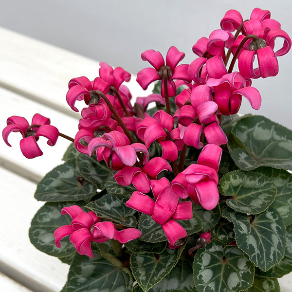 シクラメン(ミニ):カール(25-02)3-3.5号ポット【現品販売】