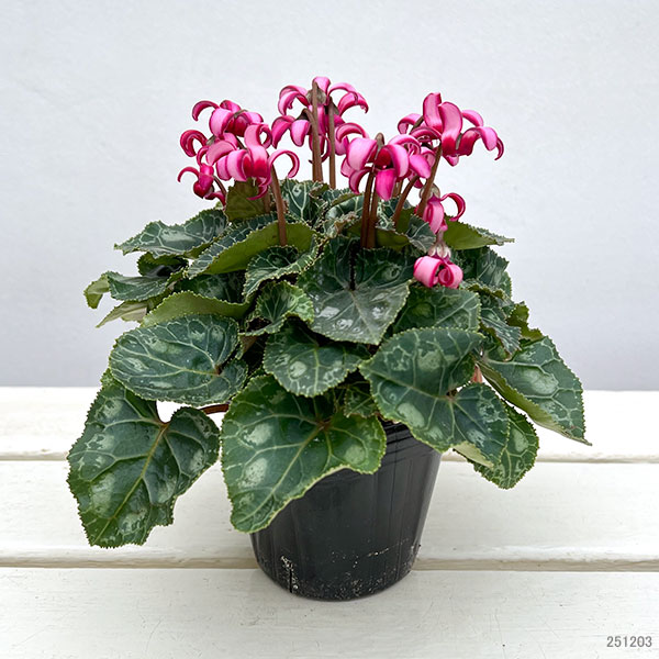 シクラメン（ミニ）：カール（25-03）3-3.5号ポット【現品販売】