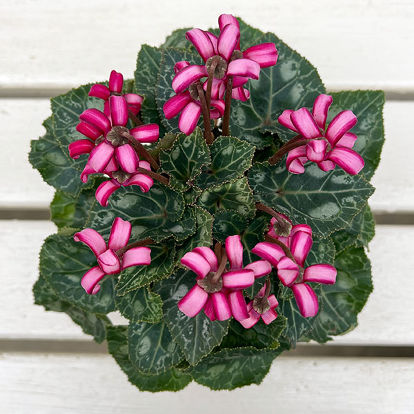 シクラメン（ミニ）：カール（25-03）3-3.5号ポット【現品販売】