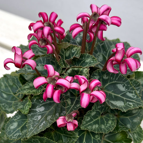 シクラメン（ミニ）：カール（25-03）3-3.5号ポット【現品販売】