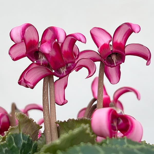 シクラメン（ミニ）：カール（25-03）3-3.5号ポット【現品販売】