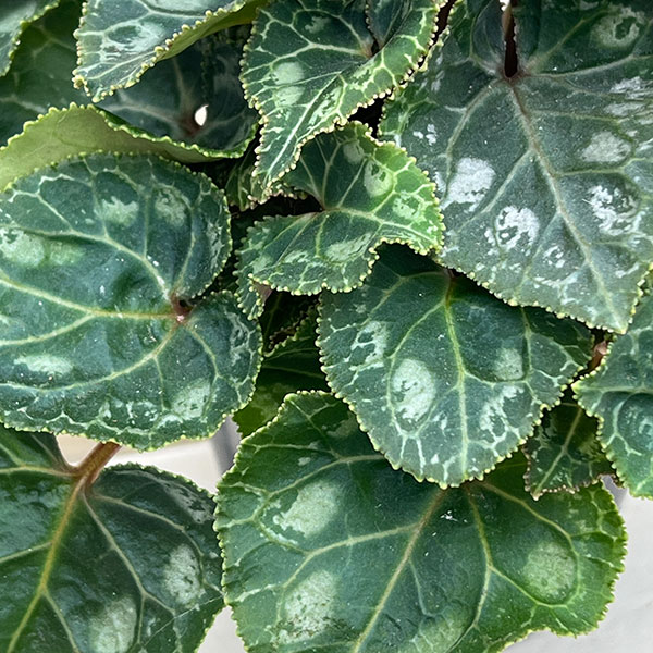 シクラメン（ミニ）：カール（25-03）3-3.5号ポット【現品販売】