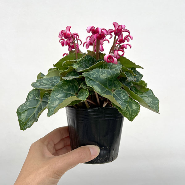 シクラメン（ミニ）：カール（25-03）3-3.5号ポット【現品販売】