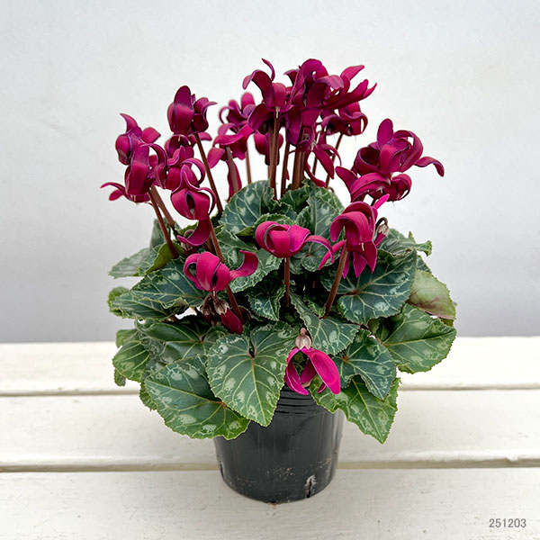 シクラメン(ミニ):カール(25-04)3-3.5号ポット【現品販売】