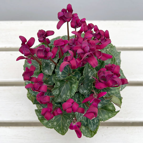 シクラメン(ミニ):カール(25-04)3-3.5号ポット【現品販売】