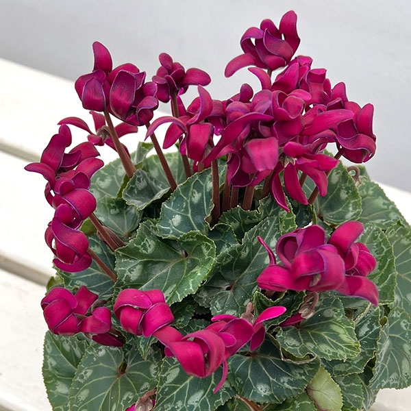 シクラメン(ミニ):カール(25-04)3-3.5号ポット【現品販売】