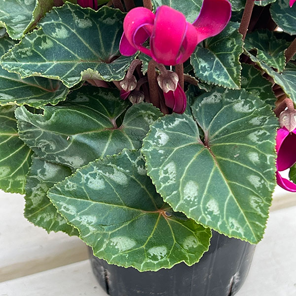 シクラメン(ミニ):カール(25-04)3-3.5号ポット【現品販売】