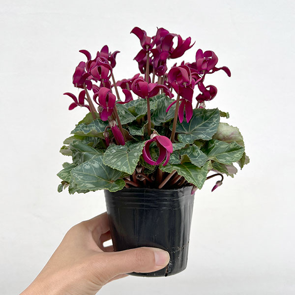 シクラメン(ミニ):カール(25-04)3-3.5号ポット【現品販売】