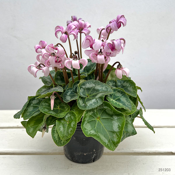 シクラメン(ミニ):カール(25-05)3-3.5号ポット【現品販売】