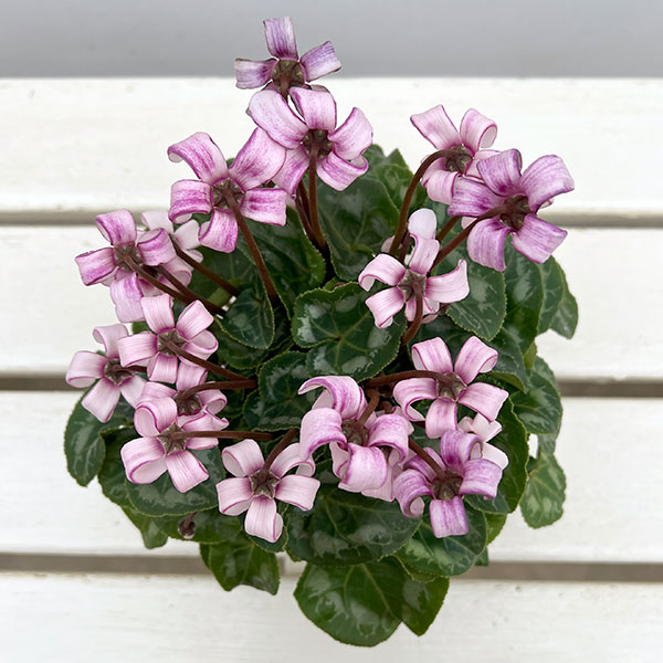 シクラメン(ミニ):カール(25-05)3-3.5号ポット【現品販売】