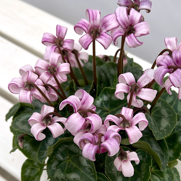 シクラメン(ミニ):カール(25-05)3-3.5号ポット【現品販売】