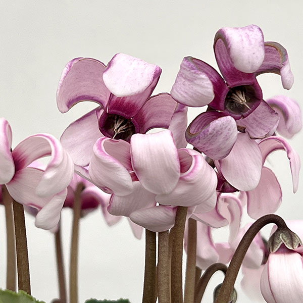 シクラメン(ミニ):カール(25-05)3-3.5号ポット【現品販売】