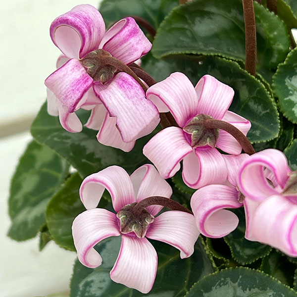 シクラメン(ミニ):カール(25-05)3-3.5号ポット【現品販売】