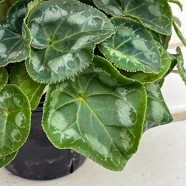 シクラメン(ミニ):カール(25-05)3-3.5号ポット【現品販売】