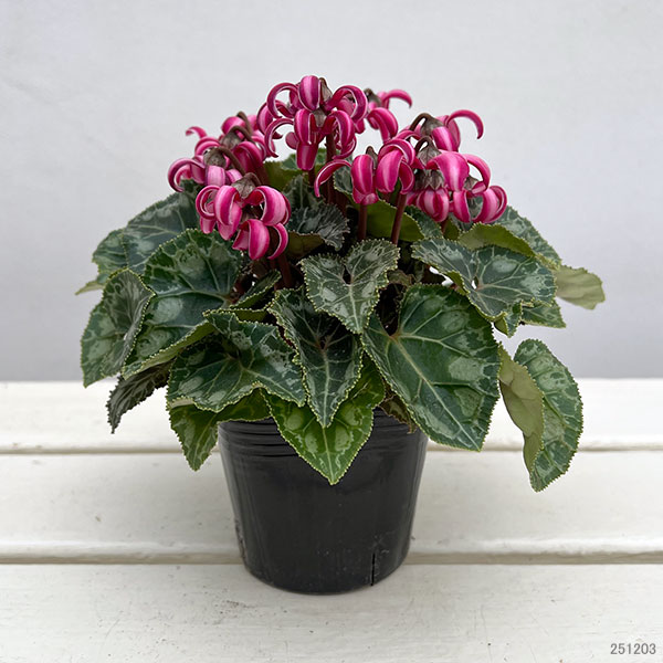 シクラメン(ミニ):カール(25-06)3-3.5号ポット【現品販売】