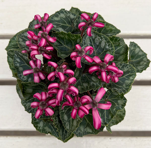 シクラメン(ミニ):カール(25-06)3-3.5号ポット【現品販売】