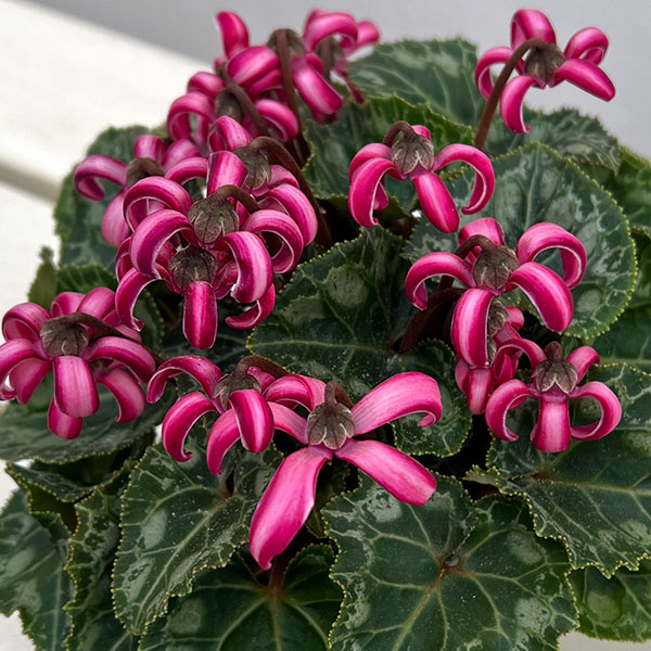 シクラメン(ミニ):カール(25-06)3-3.5号ポット【現品販売】