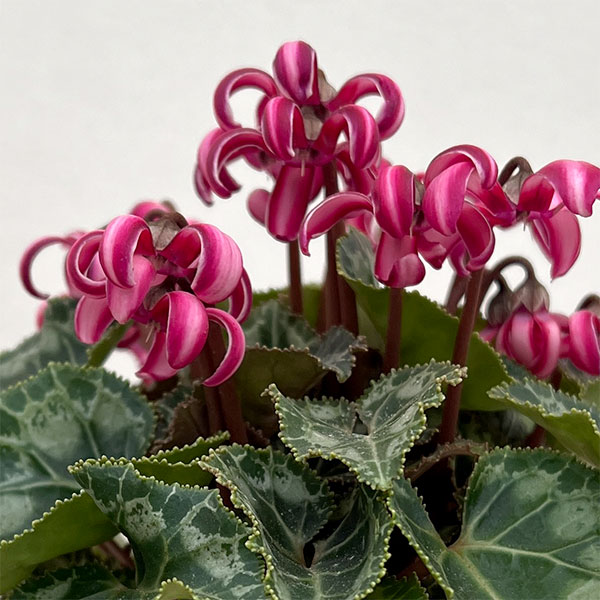 シクラメン(ミニ):カール(25-06)3-3.5号ポット【現品販売】