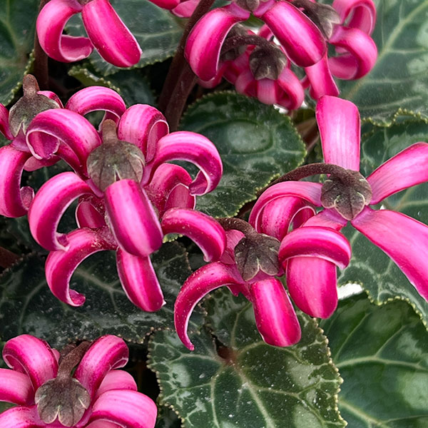 シクラメン(ミニ):カール(25-06)3-3.5号ポット【現品販売】