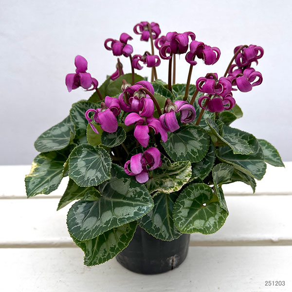 シクラメン(ミニ):カール(25-07)3-3.5号ポット【現品販売】